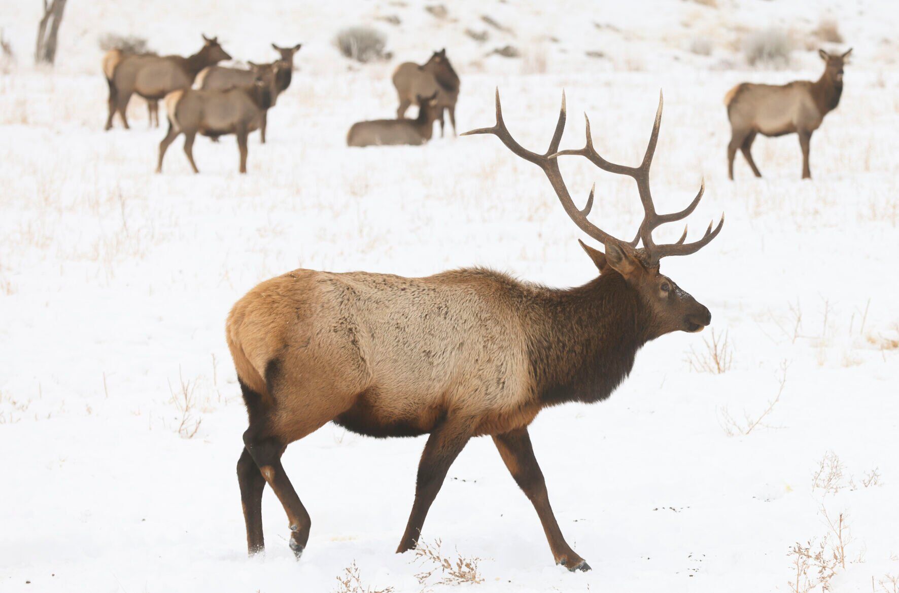 Alces alimentándose